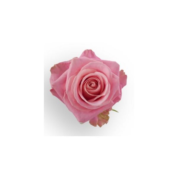 Pink Rose Hermosa