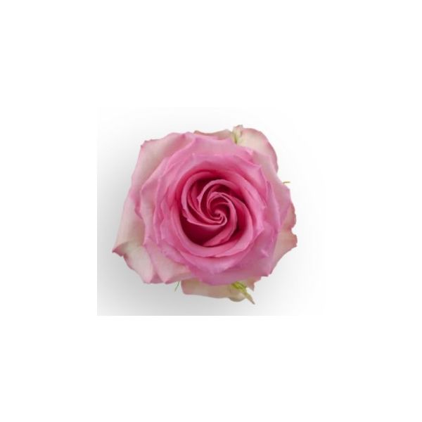 Pink Rose Sweet Unique