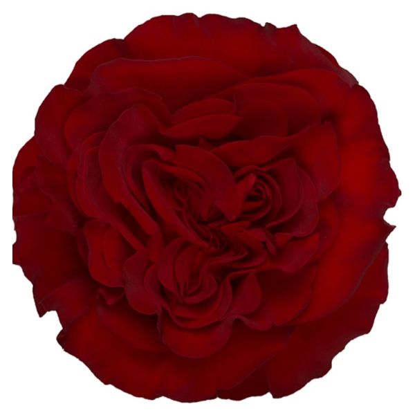 Red Rose Dark Red Heart