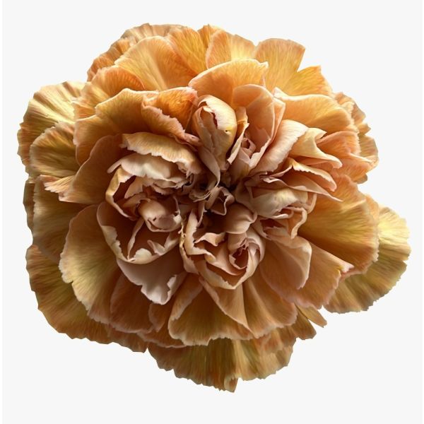 Spritz Sport Carnation