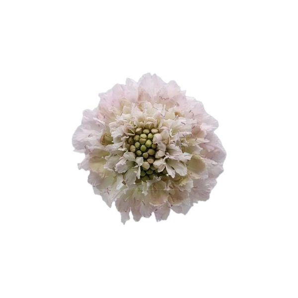 Scabiosa Baby Pink