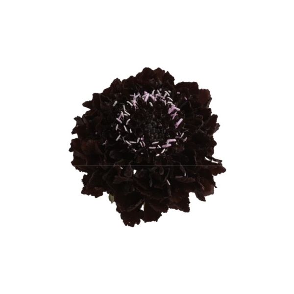 Scabiosa Purple