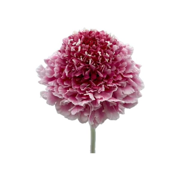 Scabiosa Cotton Candy Pink