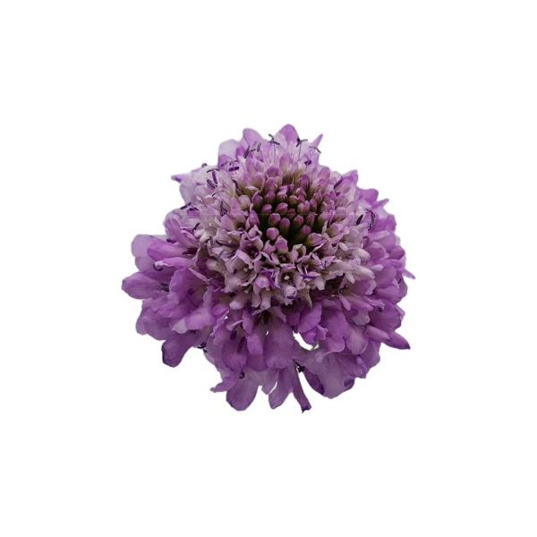 Scabiosa Lilac