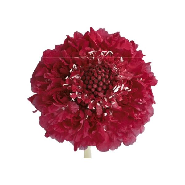 Scabiosa Lolli Pop Hot Pink