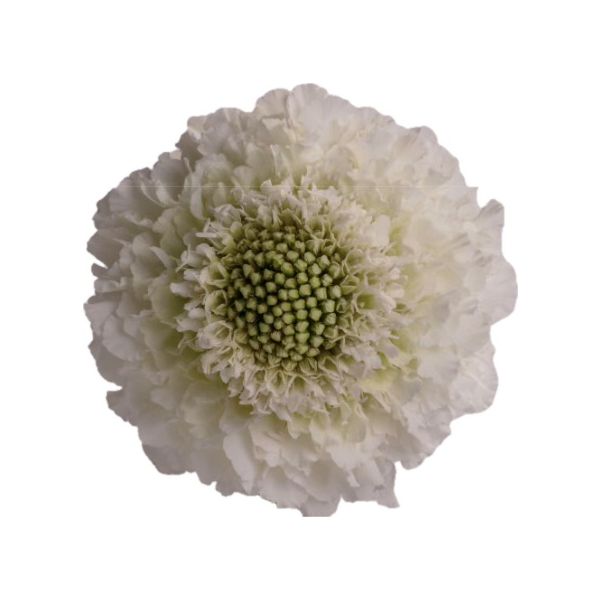 Scabiosa White