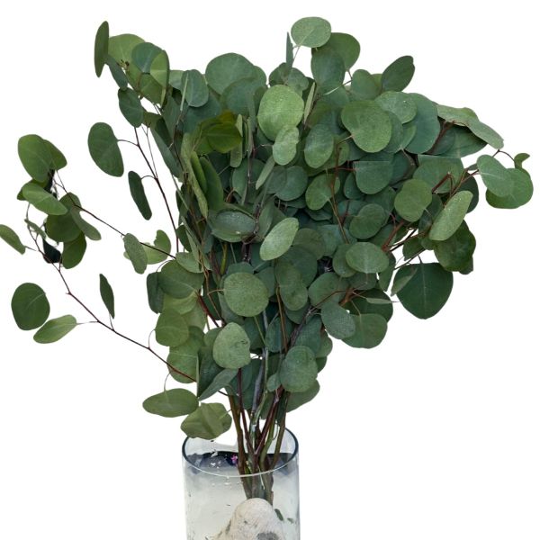 fresh silver dollar eucalyptus wholesale for floral designs