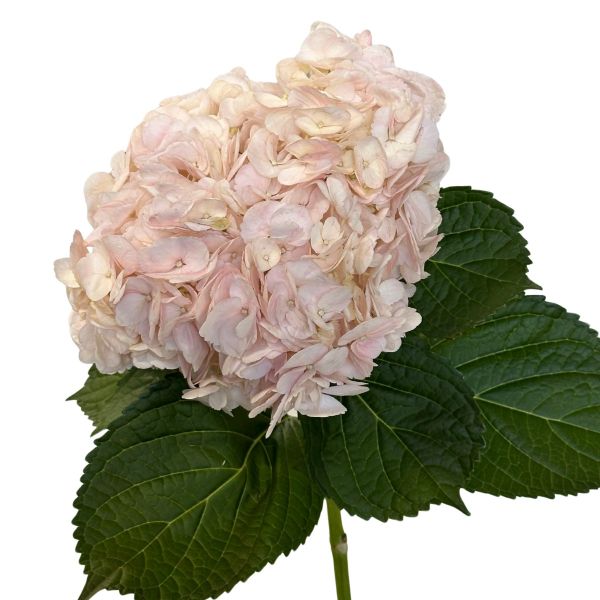 Hydrangea Tinted Light Pink