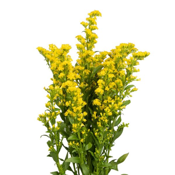 Solidago