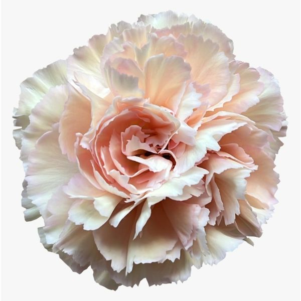 Virgilio-DarkRed-Carnation