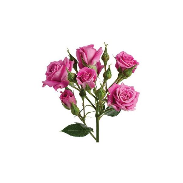 Spray Roses Purple Sky