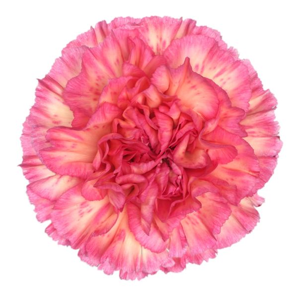 Spritz Sport Carnation