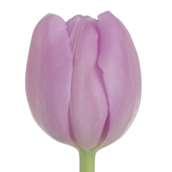 Standard Tulips - Lavender