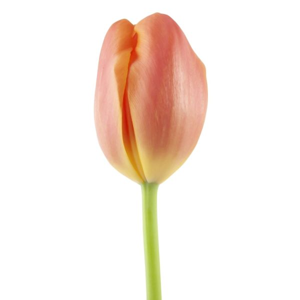 Standard Tulips - orange