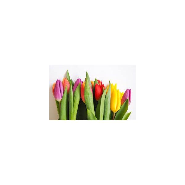Stadard Tulips Assorted