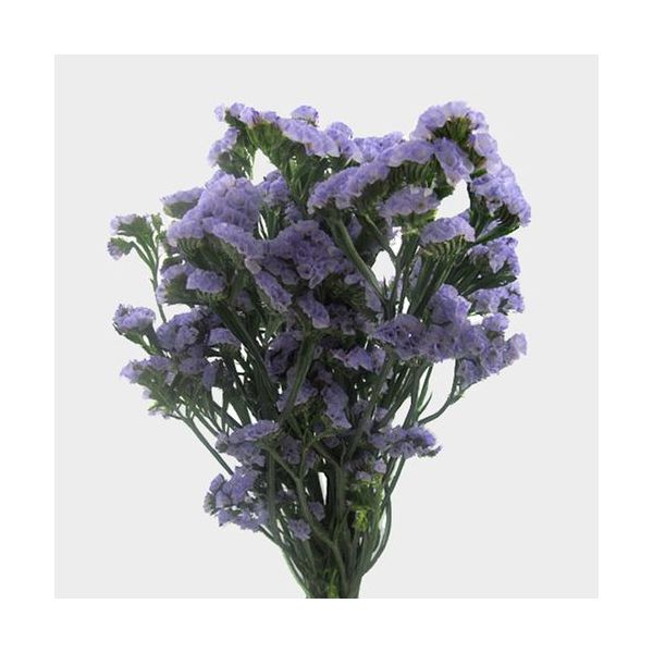 Statice — lavender