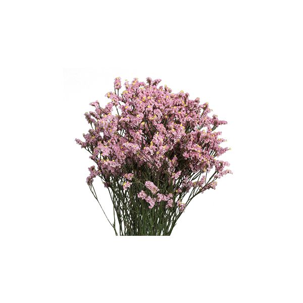 Statice — pink