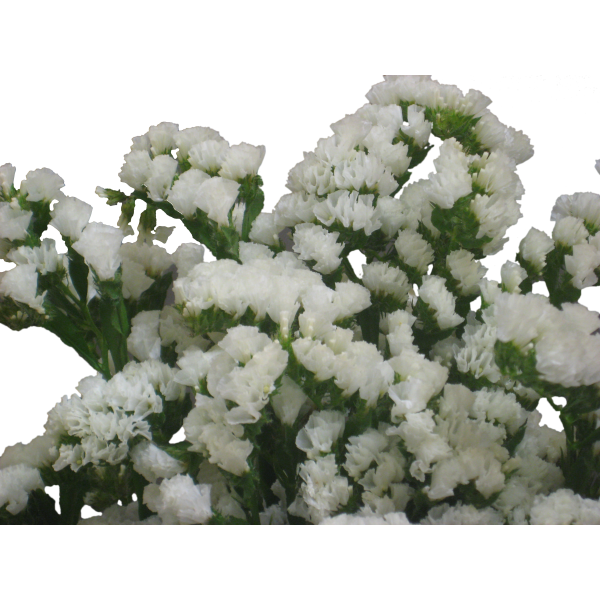 Statice — white