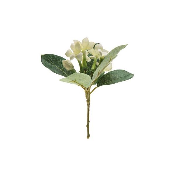 Stephanotis