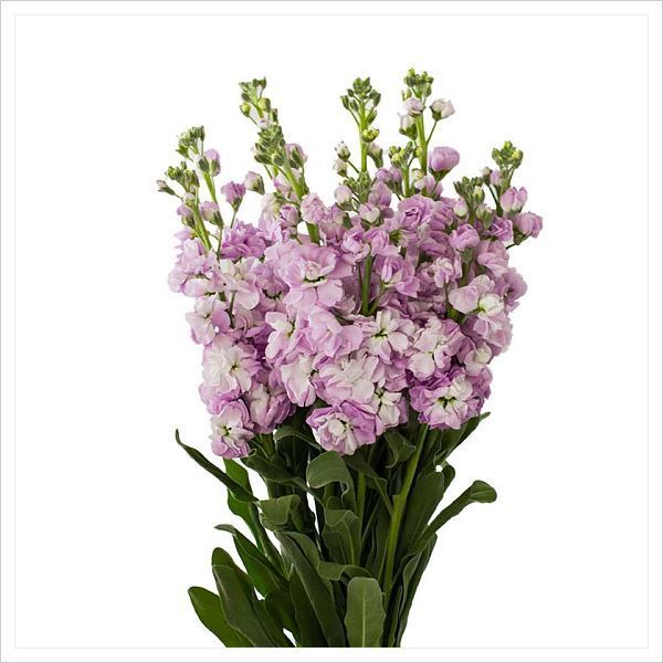 Stock Double Lavender