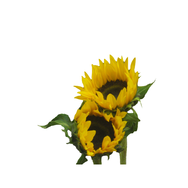 Sunflowers medium - Black Center