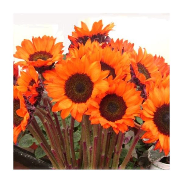 Sunflowers orange dyed
