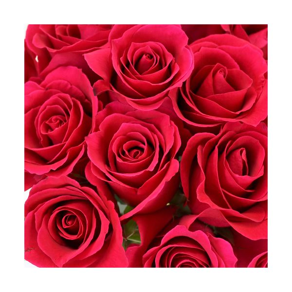 Sweetheart Roses Hot Pink