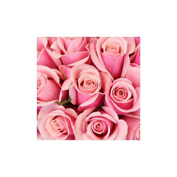 Sweetheart Roses Pink