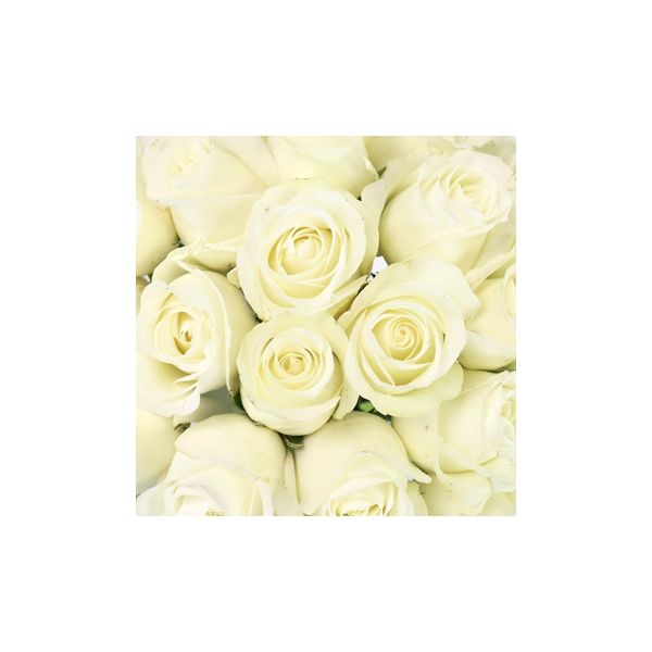 Sweetheart Roses White