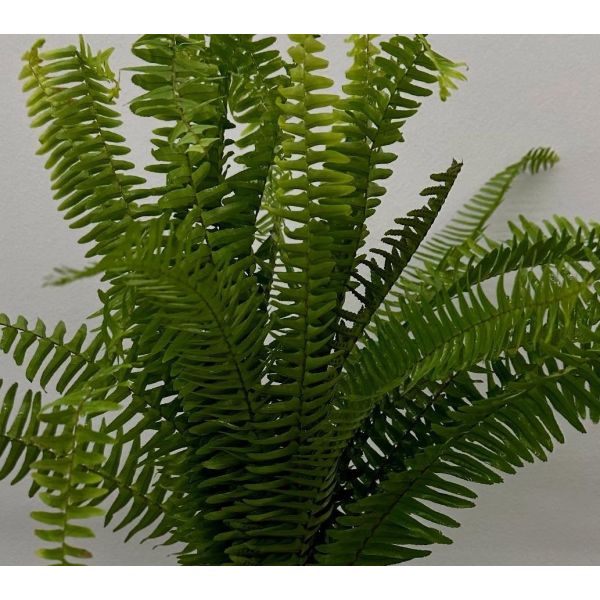 Sword Fern