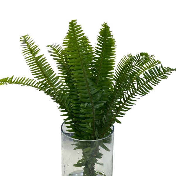 Sword Fern