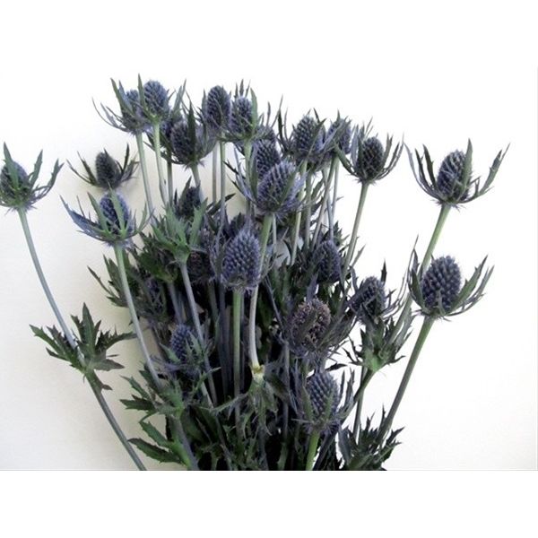 Thistle Eryngium Blue Bell