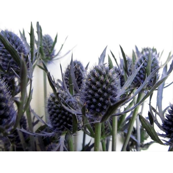 Thistle Eryngium Dynamite