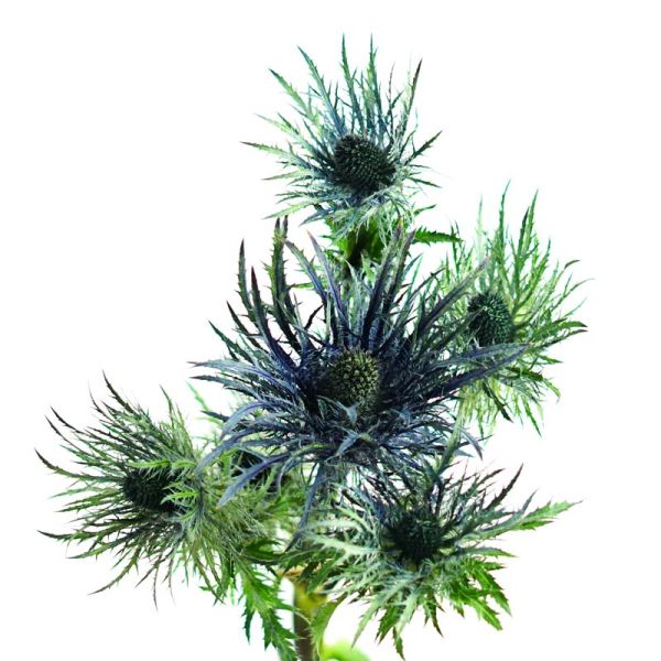 Thistle Eryngium Jack Pot Blue