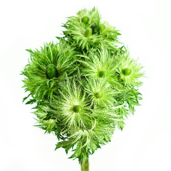 Thistle Eryngium Jack Pot Green
