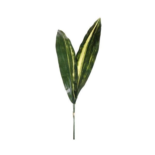 Ti Leaves Variegated