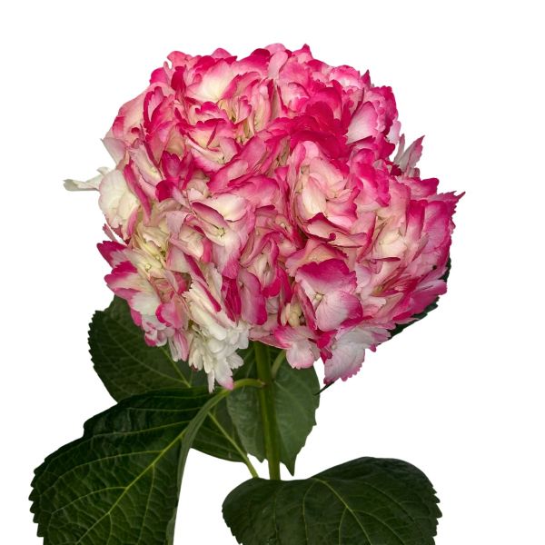 Hydrangea Tinted Hot Pink