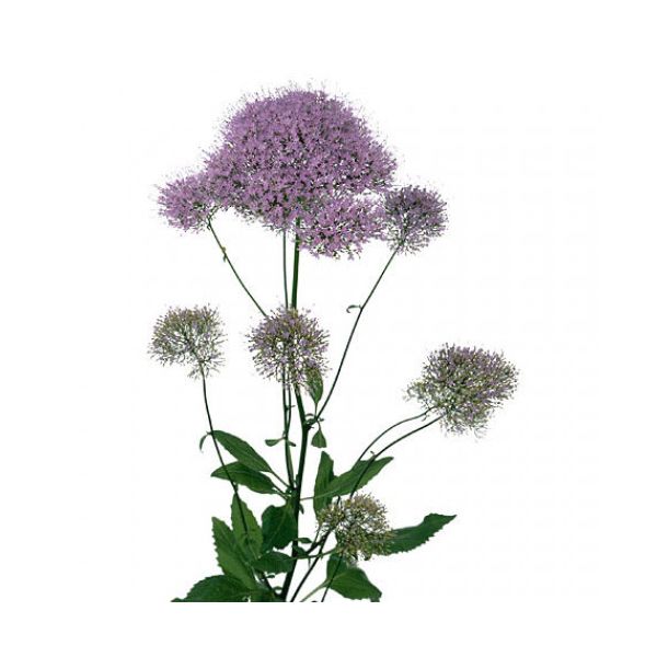 Trachelium - lavender