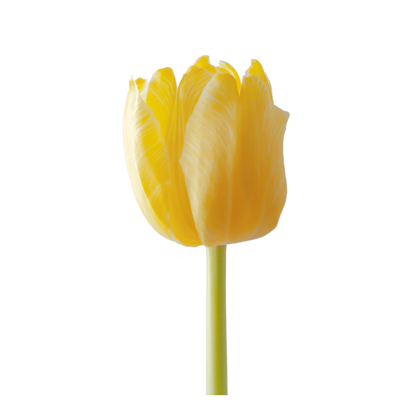 Standard Tulips Yellow