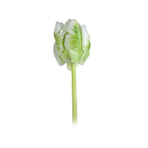 Tulip Parrot Super Parrot Bi-color Green & White