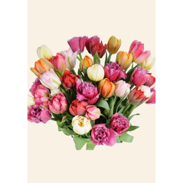 Tulips Parrot Assorted