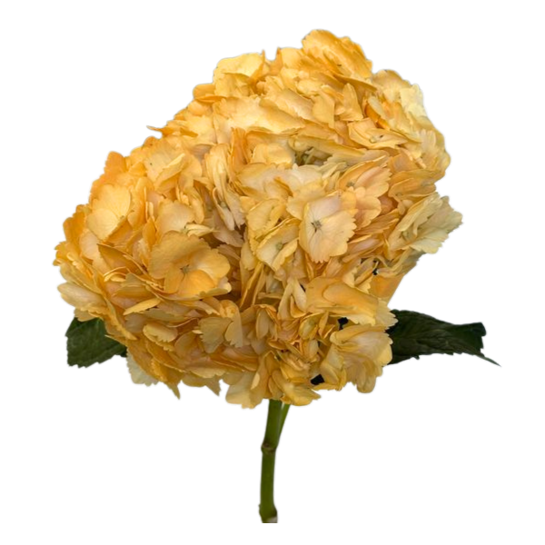 Hydrangea Tinted Blush Yellow 