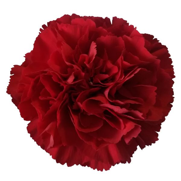 Carnation Dark Red