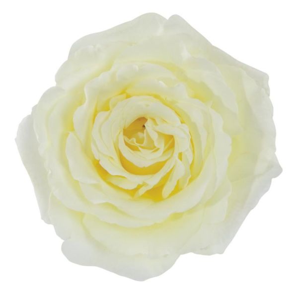 Garden Rose Vitality