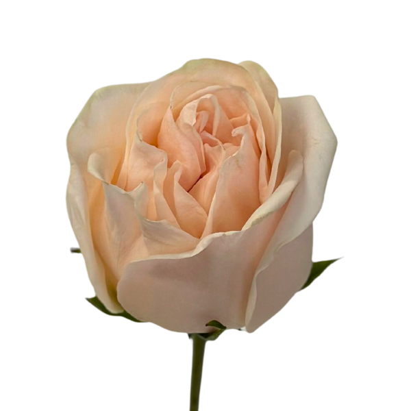 Garden Rose Wedding Spirit