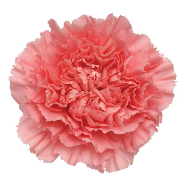 Peach Carnations – Soft Peach Wholesale Carnations in Bulk for Events & Bouquets