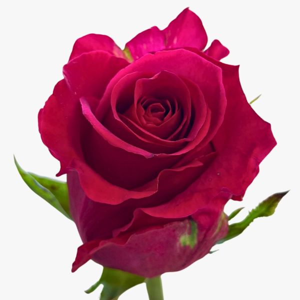 Hot Pink Gotcha Roses 