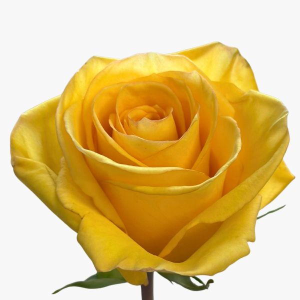 Dejavu Golden Yellow Roses 