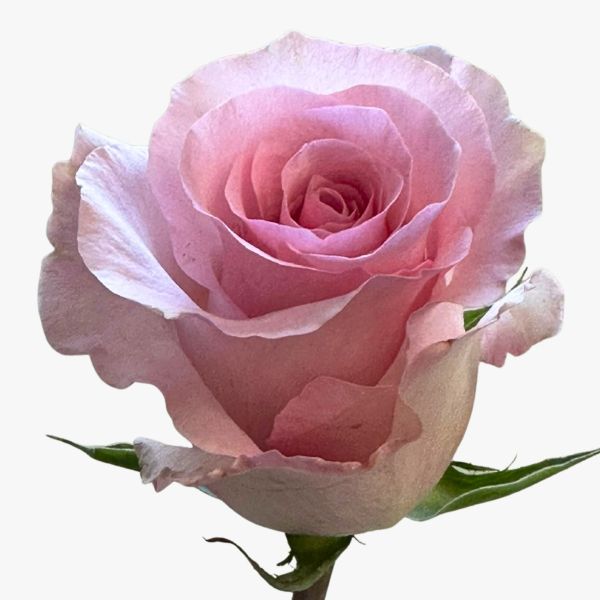 Light pink Christa Rose