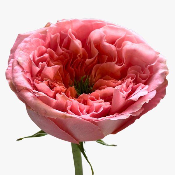 Garden Rose Mandarin Xpression 